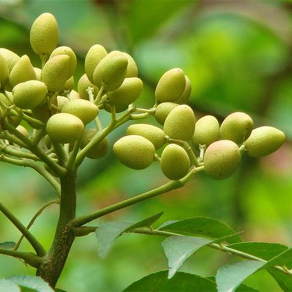 Aceite de neem ecológico BIO