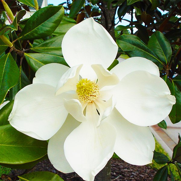 Magnolia fragancia