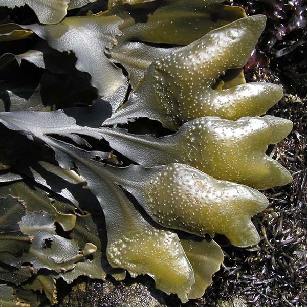 Algas fucus polvo