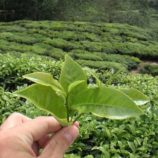 Extracto de té verde