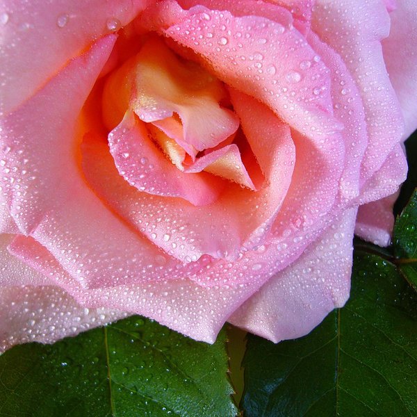 Rosa fresca fragancia