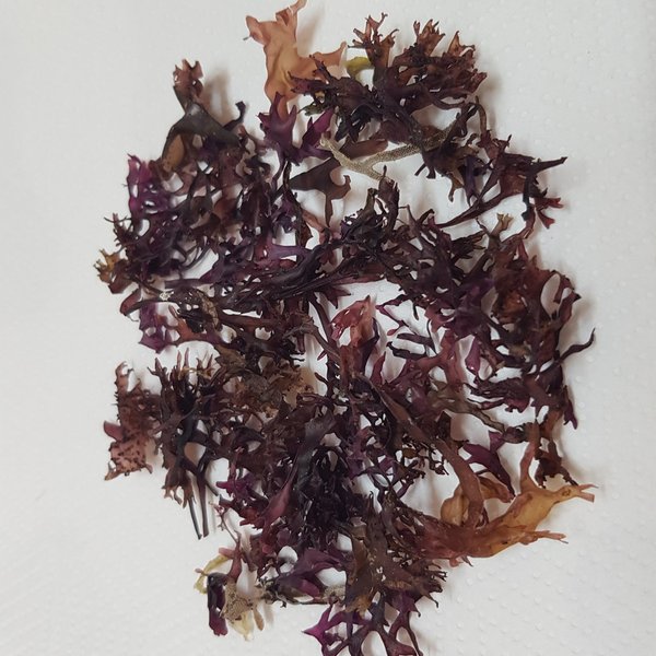Extracto alga Roja (Chondrus Crispus)